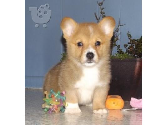 PoulaTo: Κουτάβια Ουαλίας Corgi